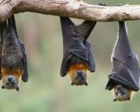 ବାଦୁଡିଙ୍କ କବଜାରେ ସହର