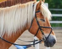 ଡର ଚିହ୍ନୁଛି ଘୋଡା