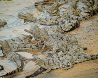 ସାତକୋଶିଆରେ କୁମ୍ଭୀର ଗଣନା ଆରମ୍ଭ ,ମତ୍ସ୍ୟଜୀବୀଙ୍କୁ ବାରଣ 