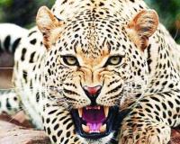 ବାଘ - ମଣିଷ ଲଢେଇରେ ବାଘ ର ମୃତ୍ୟୁ  