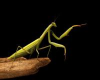 ପୋକମାନଙ୍କ ପାଇଁ ଶୋକସଭା