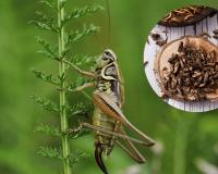 ଜିଭ ମାଲିସ ପାଇଁ ଖାଉଛନ୍ତି ପୋକ