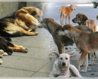 ତେଲେଙ୍ଗାନାରେ ୩୦୦ କୁକୁରଙ୍କୁ ହତ୍ୟା 