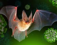 ନିପା ଭାଇରସ