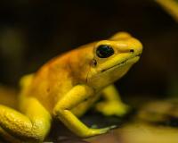 ନୂଆ ପ୍ରଜାତିର ବେଙ୍ଗ