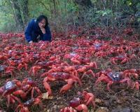 ଫେରୁଛନ୍ତି କଙ୍କଡା