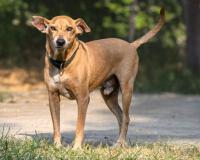 ବିଶ୍ବକପ ପାଇଁ କୁକୁର ହତ୍ୟା 