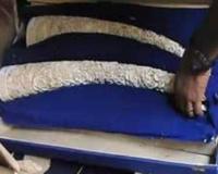 ସୋରରୁ ହାତୀ ଦାନ୍ତ ଜବତ,୪ ଗିରଫ 