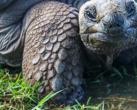 ଫେରିଲେ ବିଲୁପ୍ତ କଇଁଛ