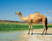 ଓଟର ପାସପୋର୍ଟ