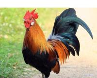 ଗଞ୍ଜା ପାଇଁ ନୋଟିସ