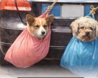 କାରରେ ଝୁଲୁଛନ୍ତି ପୋଷା ଜୀବ