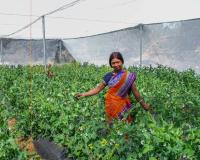 ଚାଷ ଦେଇଛି ପରିଚୟ