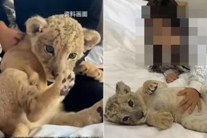 ସକାଳୁ ଉଠାନ୍ତି ବାଘ ଶିଶୁ