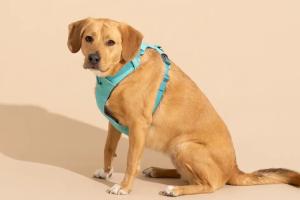 ପୋଷାଜୀବ ଥିଲେ ଅଧିକ ଭଡା