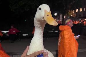 ମାରାଥନରେ ବତକ