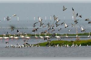 ପକ୍ଷୀଙ୍କ ଗୋଡ଼ରେ ଲାଗିବ ଟ୍ରାନ୍ସମିଟର