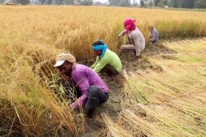 ନକଲି ଚାଷୀଙ୍କୁ ସରକାର ଦେବେ ସୋ କଜ ନୋଟିସ