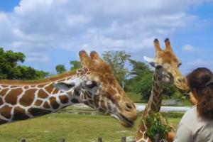 ଭଡାରେ ମିଳୁଛନ୍ତି ପଶୁ