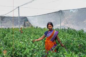 ଚାଷ ଦେଇଛି ପରିଚୟ