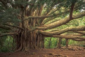 ବୁଢ଼ା ବରଗଛର ରହସ୍ୟ