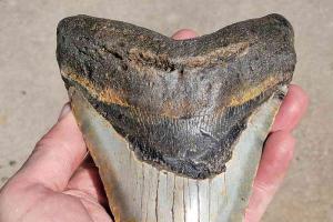 ୬ଇଞ୍ଚର ସାର୍କ ଦାନ୍ତ