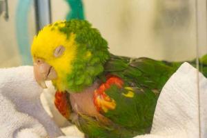 ପିଷ୍ଟାକୋସିସ୍