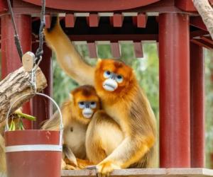 ମାଙ୍କଡର ଦାମ ୨୫ ଲକ୍ଷ