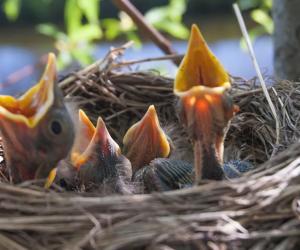 କୁନି ବୟସରେ ପକ୍ଷୀ ଅଭିଭାବକ