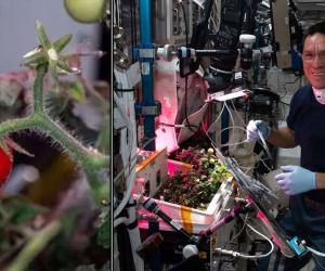 ମହାକାଶରେ ଟମାଟୋ