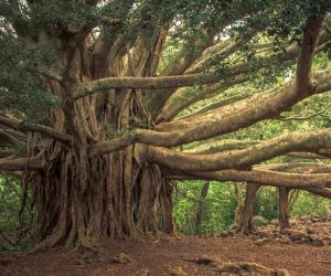 ବୁଢ଼ା ବରଗଛର ରହସ୍ୟ