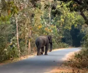 ହାତୀ ଆକ୍ରମଣରେ ମା' ଝିଅ ଙ୍କ ମୃତ୍ୟୁ 