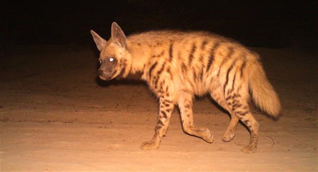 ହେଟା ବାଘ ଆକ୍ରମଣରେ ୨ କଲେଜ ଛାତ୍ର ଆହତ